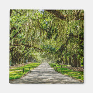 Die schöne Allee der Eichen Magnet