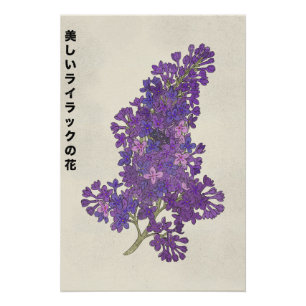 Die schöne Fliederblüte Poster