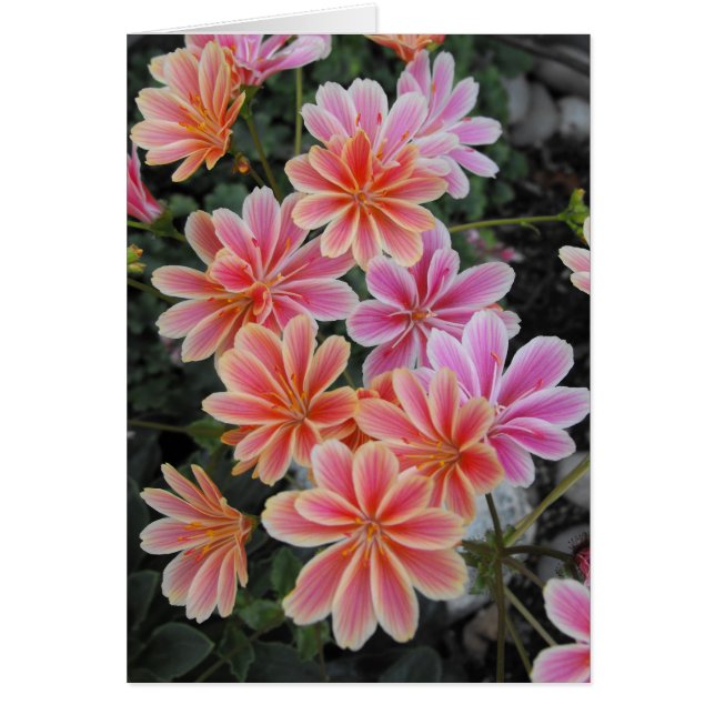 Die schöne Lewisia-Cotyledon (Vorne)