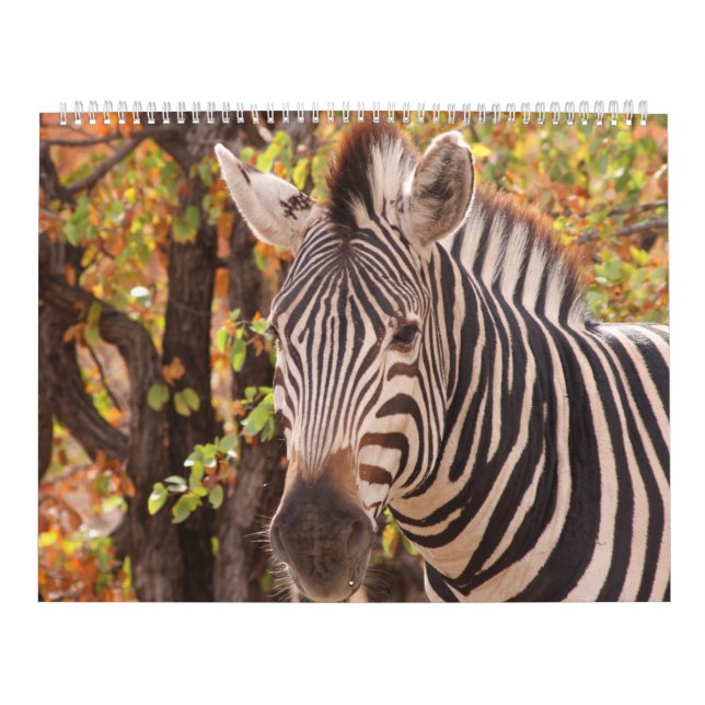 Die Schönheit Afrikas Kalender (Titelbild)