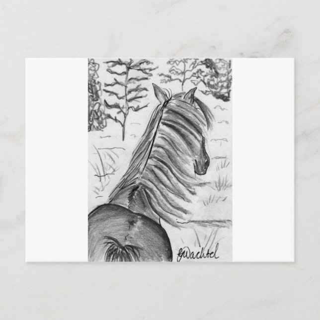 Die Schönheit der Pferde Nr.1 Postkarte (Vorderseite)