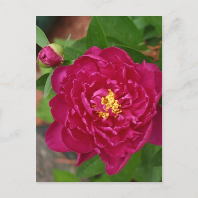 Die Schönheit des Frühlings Postkarte (Vorderseite)