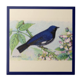Die schwarz-rotgetropfte blaue Warbler-Keramik Fliese