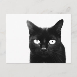 Die schwarze Katze Postkarte