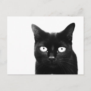 Die schwarze Katze Postkarte