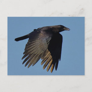 Die schwarze Kurve Postkarte