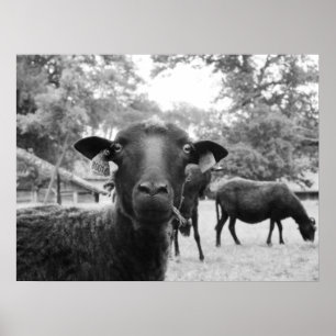 Die schwarzen Schafe Poster