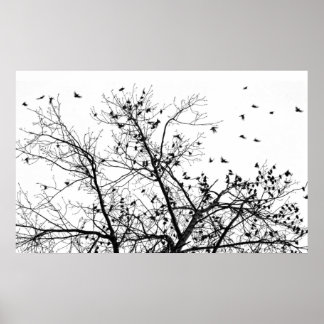 die schwarzen Vögel Poster