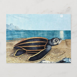 Die Seeschildkröte oder Die Meeresschildkröte (186 Postkarte