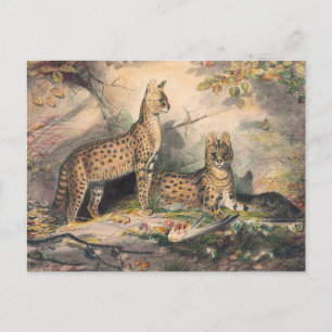 Die Serval von Joseph Wolf Postkarte