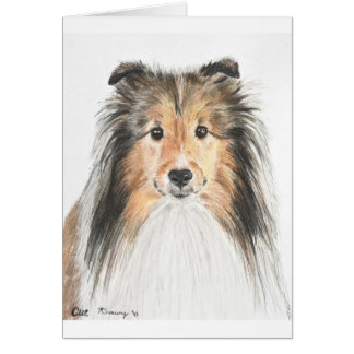Die Shetlandinseln-Schäferhund