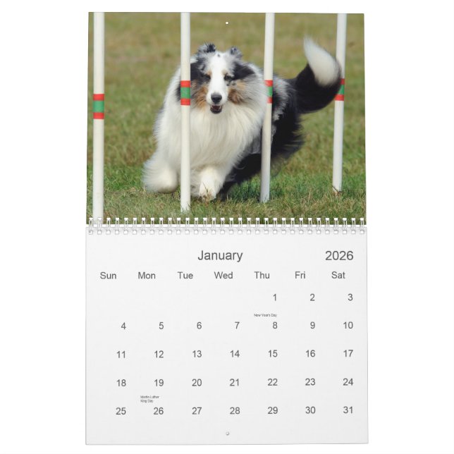 Die Shetlandinseln-Schäferhund-Agility-Kalender Kalender (Jan 2026)