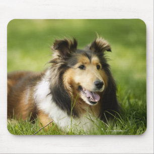 Die Shetlandinseln-Schäferhund, der auf dem Gras Mousepad