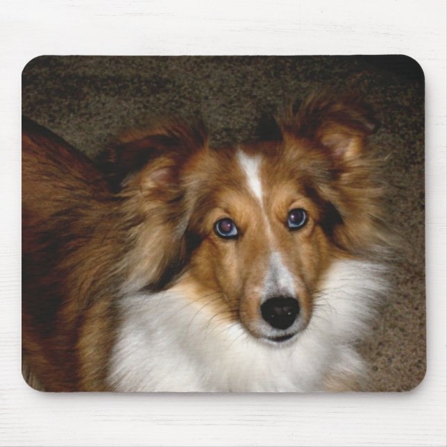 Die Shetlandinseln-Schäferhund ~ Sheltie Mousepad (Vorne)