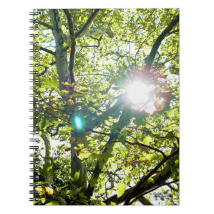 Die Sonne scheint durch das Sycamore-Baum-Notebook Notizblock