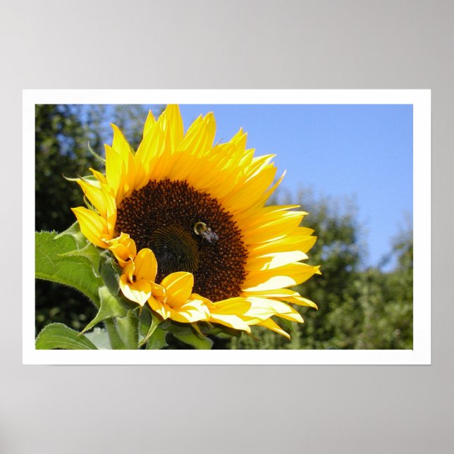Die Sonnenblume Poster (Vorne)