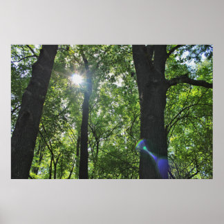 Die Sonnenscheinblase Poster