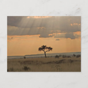 Die Sonnenstrahlen, die den Nachmittag durchleucht Postkarte
