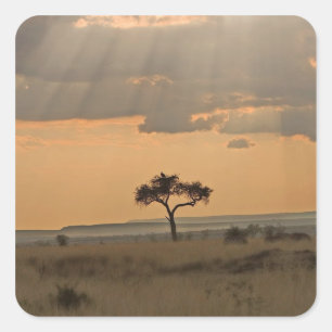 Die Sonnenstrahlen, die den Nachmittag durchleucht Quadratischer Aufkleber