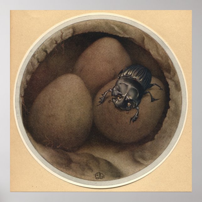 DIE SPANISCHEN COPRIS - Insektenbuch-Illustration Poster (Vorne)