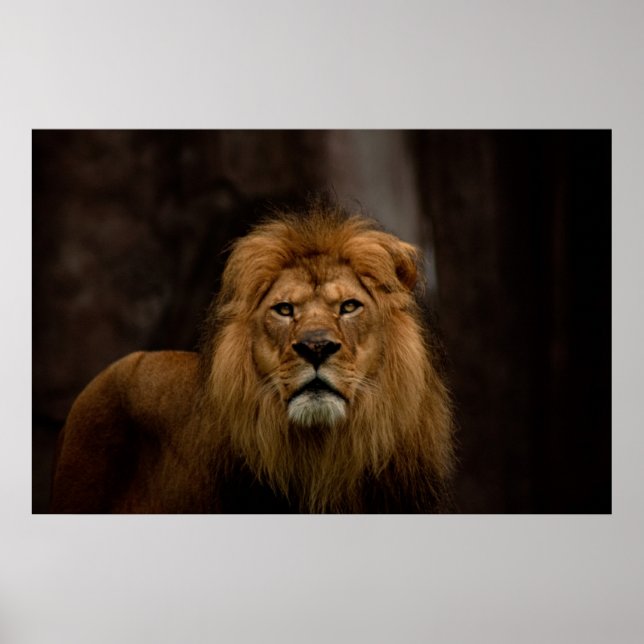 Die Stare Poster (Vorne)