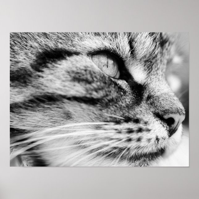 Die Stare Poster (Vorne)