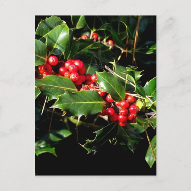 Die Stechpalme und der Efeu Postkarte (Vorderseite)