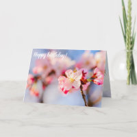 Die strahlende Schönheit der rosa Sakura-Blume