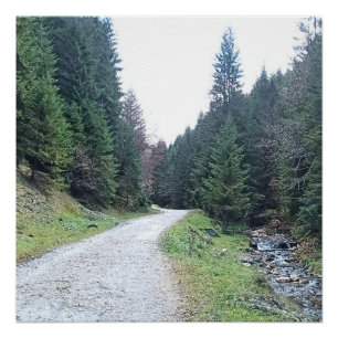 Die Straße zwischen Kiefern - Wilde Natur Rumänien Poster