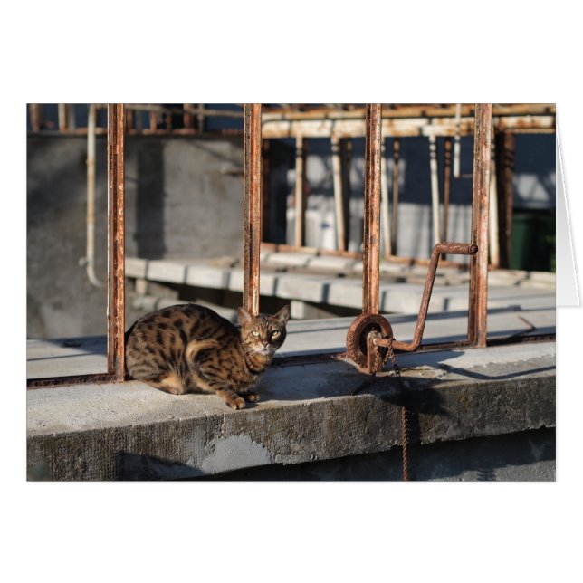 Die stürmische Katze (Vorderseite (Horizontal))