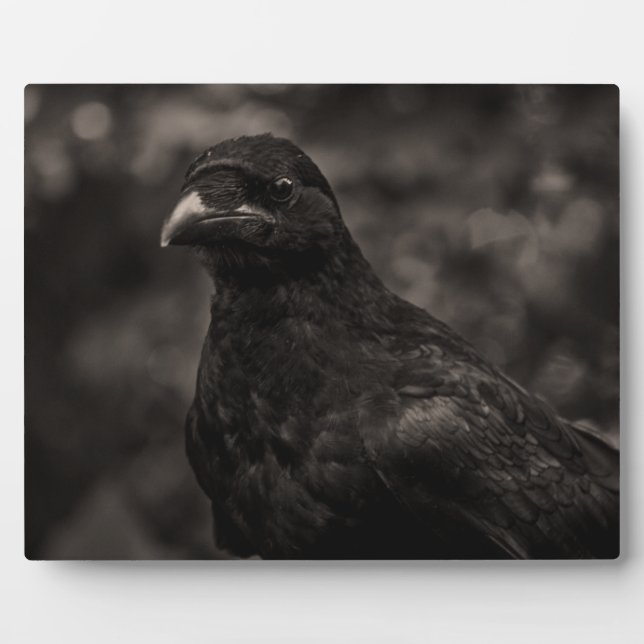 Die Suche Fotoplatte (Vorderseite)