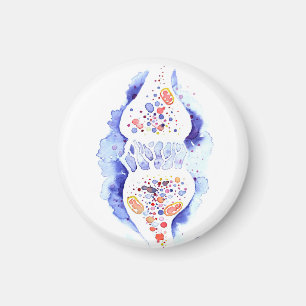 Die Synapse und die Nervenimpulse Leinwand drucken Magnet