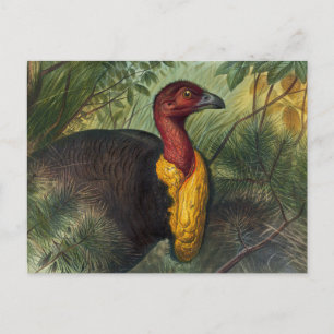 Die Talegalla von Joseph Wolf Postkarte