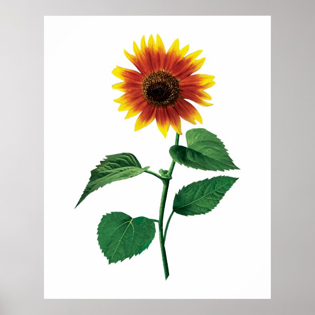Die tanzende Sonnenblume Poster (Vorne)