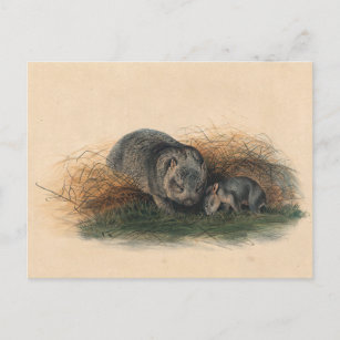 Die Tasmanische Wombat von Joseph Wolf Postkarte