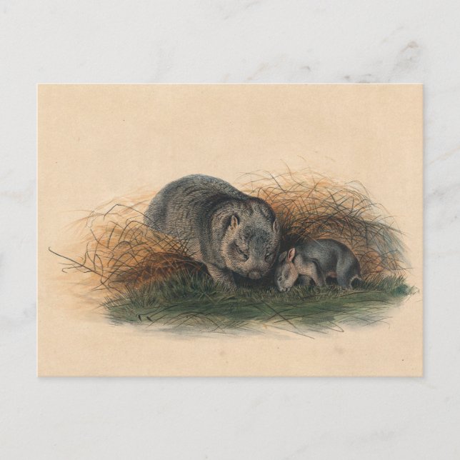 Die Tasmanische Wombat von Joseph Wolf Postkarte (Vorderseite)