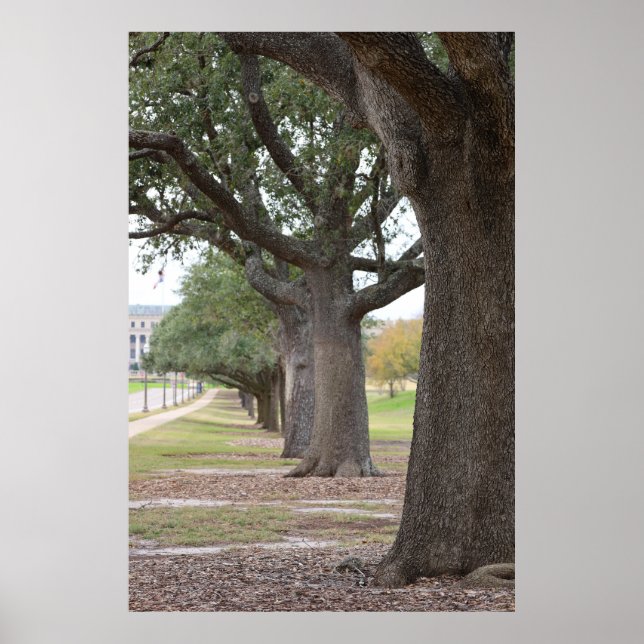 Die Texas A&M Bäume Poster (Vorne)