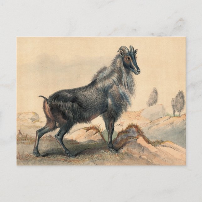 Die Thar Goat von Joseph Wolf Postkarte (Vorderseite)