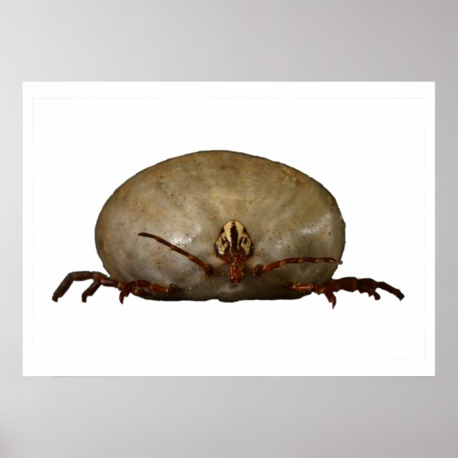 Die Tick Poster (Vorne)