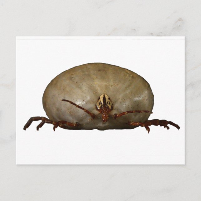 Die Tick Postkarte (Vorderseite)