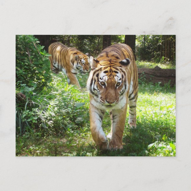 Die Tiger auf der Schüssel Postkarte (Vorderseite)
