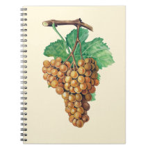 Die Trauben "terret blanc", Farbe: buttercream