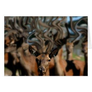 Die Träume der Rotwild