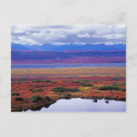 Die Tundra des Nationalparks Denali im späten 20.