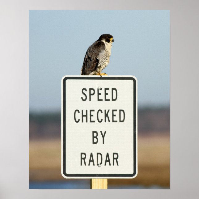 Die ultimative Ironie Poster (Vorne)