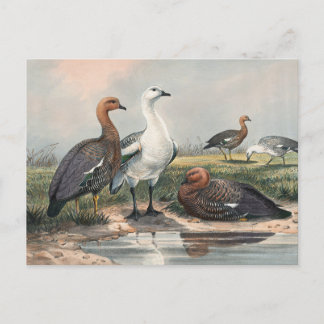 Die Upland-Gans von Joseph Wolf Postkarte