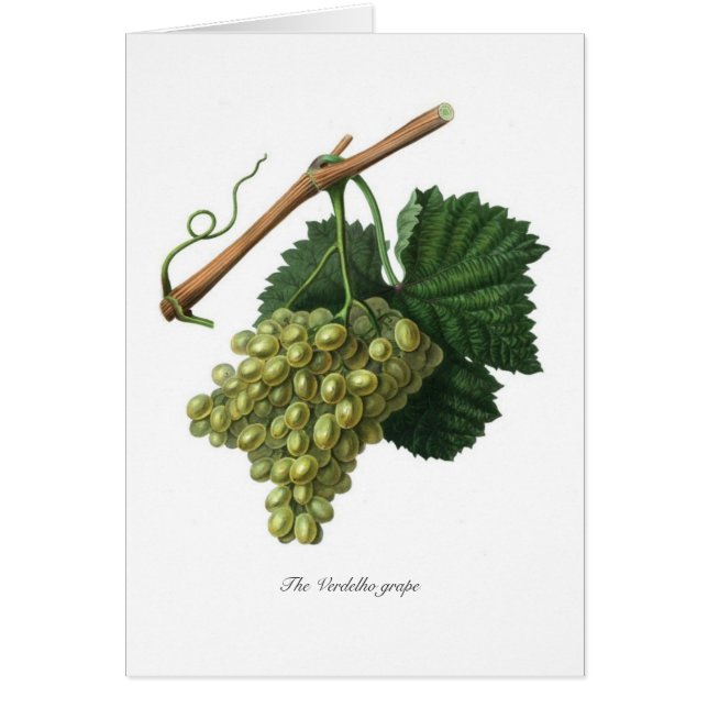 Die Verdelho Traube (Vorne)