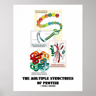 Die verschiedenen Proteinstrukturen (Biologie) Poster