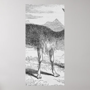 Die Vicuna am Rio de Azufre Poster