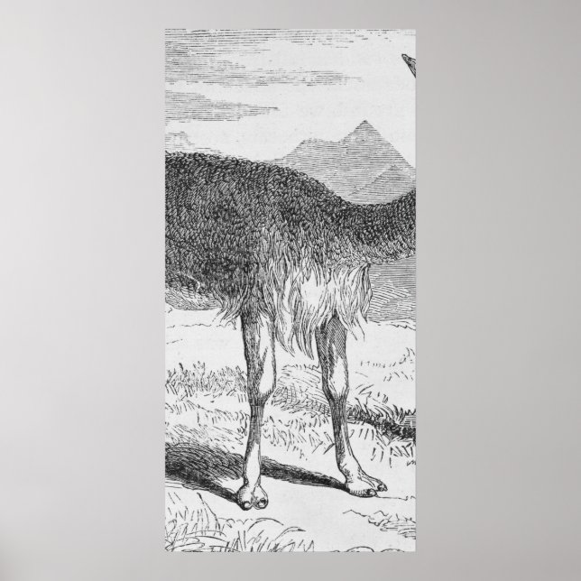 Die Vicuna am Rio de Azufre Poster (Vorne)